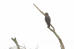 Circaetus cinerascens