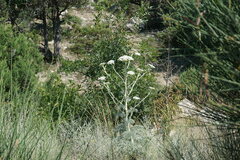 Seseli gummiferum