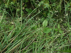 Poa annua