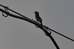 Prinia flaviventris