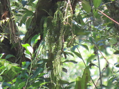 Phlegmariurus phlegmaria