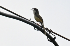 Prinia flaviventris