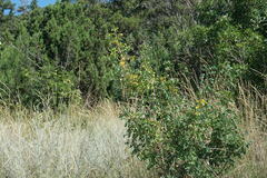 Hippocrepis emerus