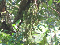 Phlegmariurus phlegmaria