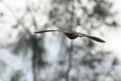 Gallicrex cinerea