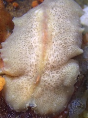 Pseudoceros canadensis