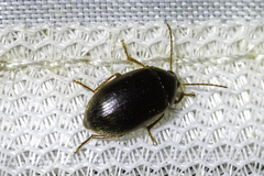 Tenebrionoidea