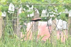 Centropus bengalensis