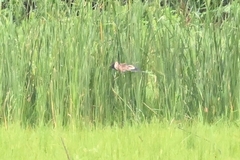 Ixobrychus sinensis