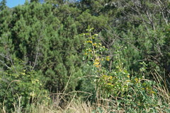Hippocrepis emerus