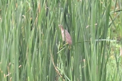 Ixobrychus sinensis