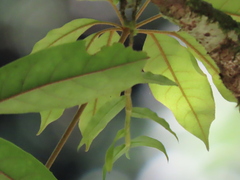 Dendrobium chameleon