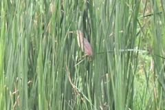 Ixobrychus sinensis