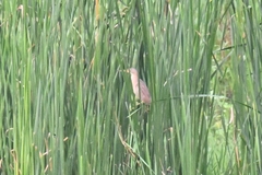 Ixobrychus sinensis