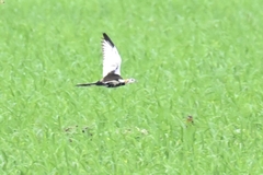 Hydrophasianus chirurgus