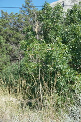 Piptatherum holciforme