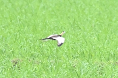 Hydrophasianus chirurgus