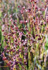 Juncus articulatus