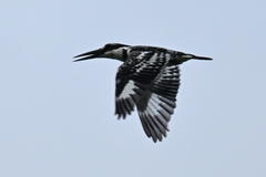 Ceryle rudis insignis