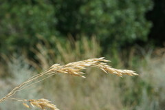 Piptatherum holciforme