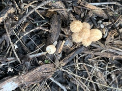 Marasmius