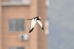 Hydrophasianus chirurgus