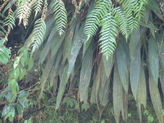 Calanthe
