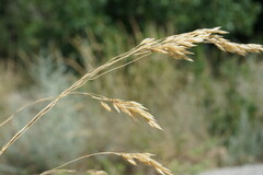 Piptatherum holciforme