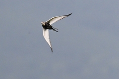 Hydrophasianus chirurgus