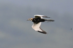 Hydrophasianus chirurgus