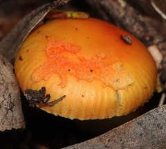 Amanita xanthocephala
