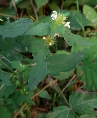Galeopsis