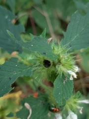 Galeopsis