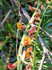 Bossiaea scolopendria