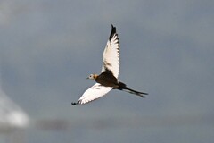 Hydrophasianus chirurgus