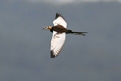 Hydrophasianus chirurgus