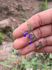 Salvia subincisa