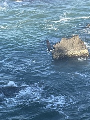 Haliaeetus leucogaster