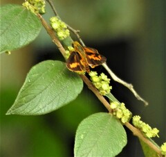 Oriens goloides