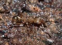 Rhytidoponera