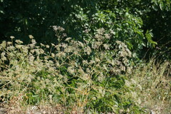 Falcaria vulgaris