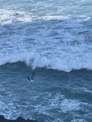 Haliaeetus leucogaster