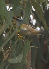Pardalotus striatus
