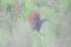 Centropus bengalensis