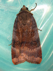 Noctua janthina