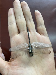 Orthetrum sabina