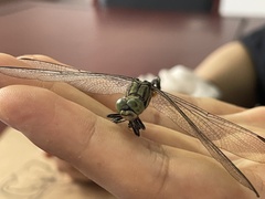 Orthetrum sabina