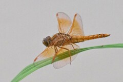 Brachythemis contaminata