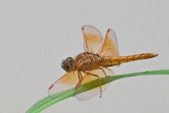 Brachythemis contaminata