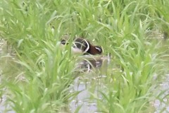 Rostratula benghalensis